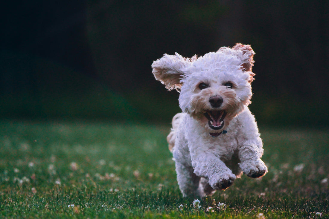 Why Your Dog Pulls on the Leash — And How to Finally Stop It
