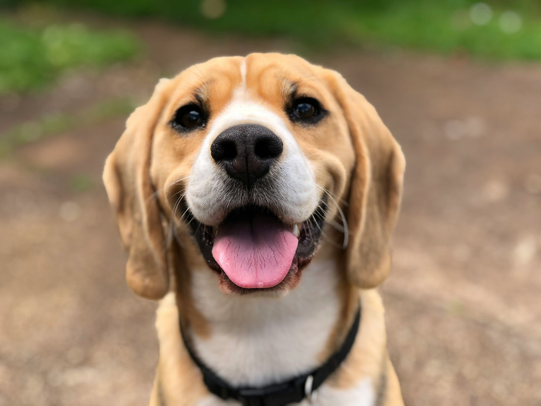 Is Your Dog Anxious? 7 Signs You Shouldn’t Ignore
