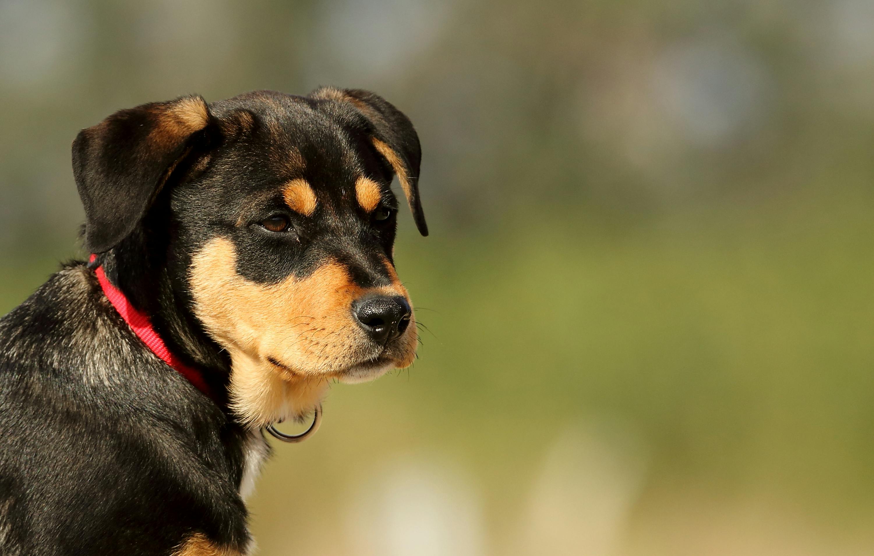 Tired of a Dirty Dog? Here’s How to Keep Them Clean Without Stress